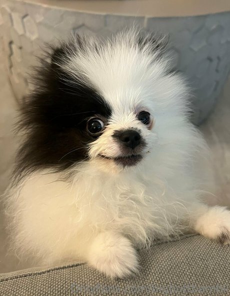 bigbuttbambii hot star images