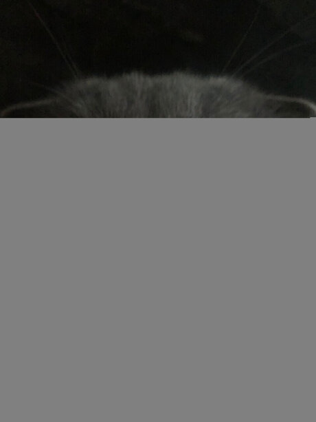 Chivas model high quality photos