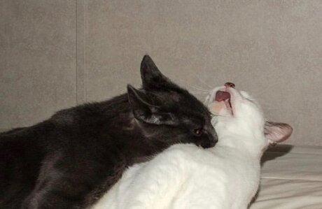 Onna Musha VIP top star photo