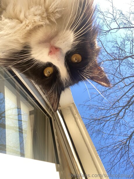 Suncosplays model best galleries