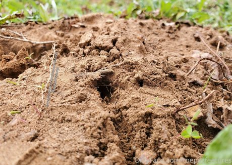 toepazfeetures model high quality photos