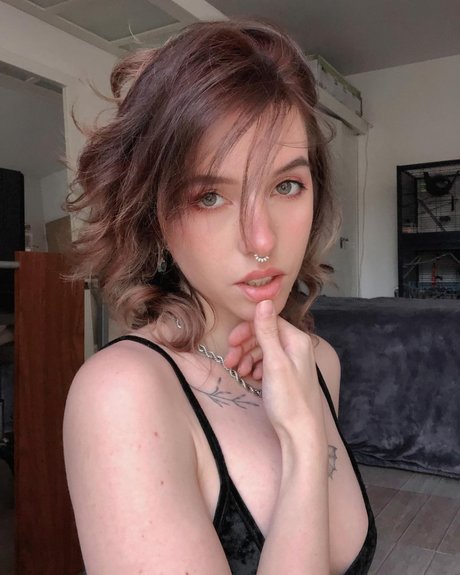 Xailurus star art img