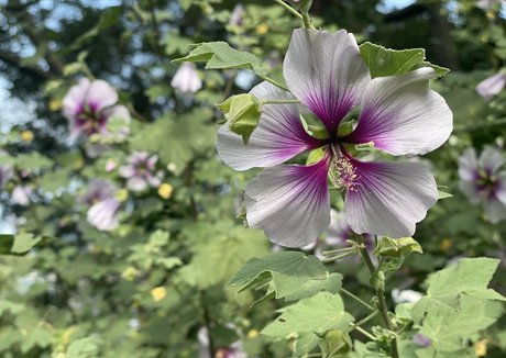 janeray high quality actress image