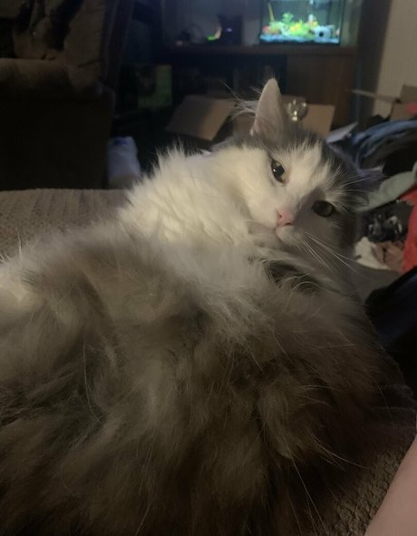 nova2 0 best model pics