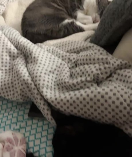 piperplatinumvip sexy model image