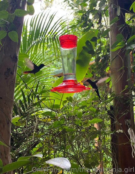 the real ninja girl hot star pics