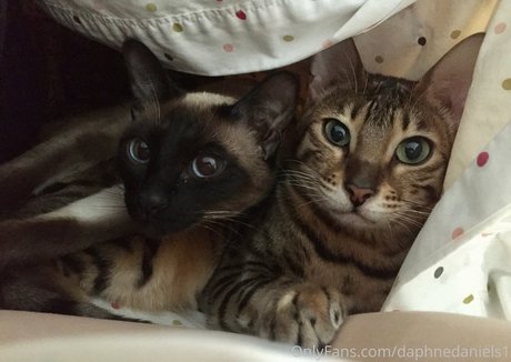 daphnedaniels1 free actress gallery