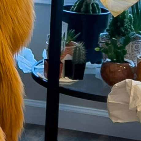 rain horsie star exclusive pic