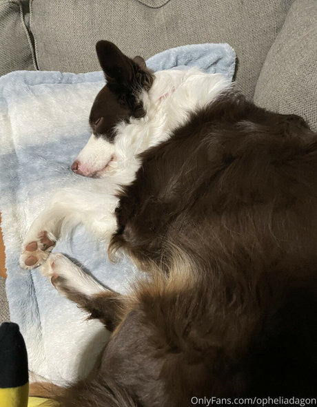 onlineevie hd model picture