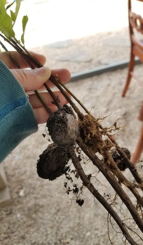 driftinggem high quality actress pics