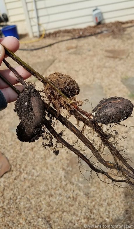 driftinggem model adult picture