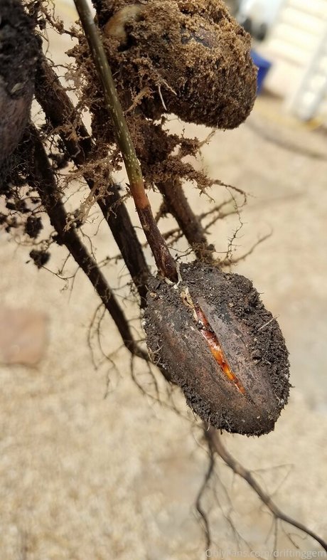 asian bunny onlyfans hot sexy pics