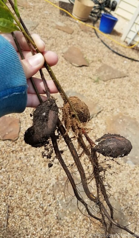 driftinggem nice pornstar photos