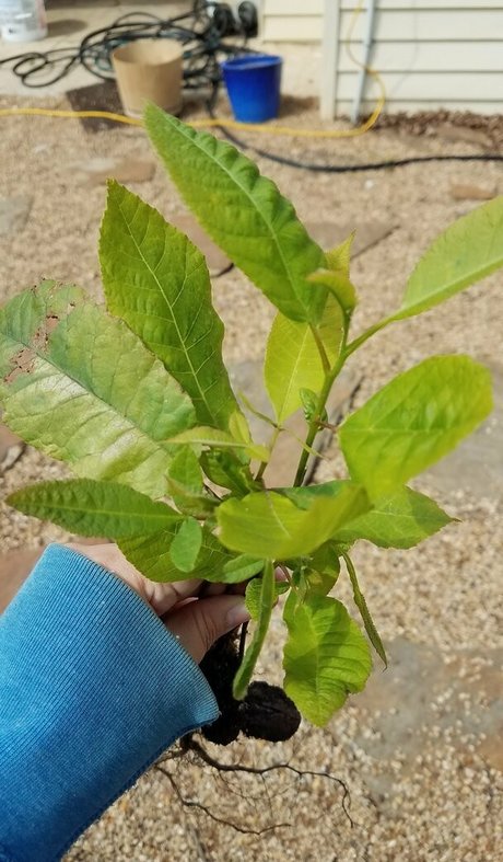 driftinggem pornstar pretty pics