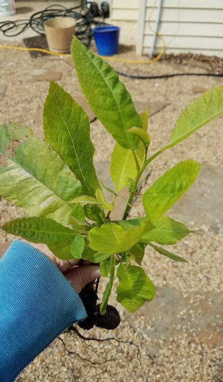 driftinggem pornstar high quality img