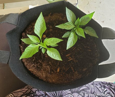 veronikaplants sexy model pics