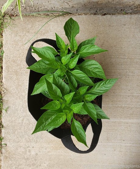 veronikaplants adult model image