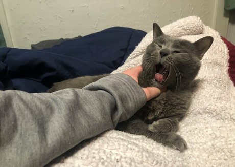 couldshouldwood star nudes archive