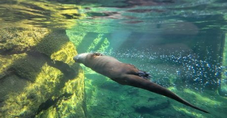 foxyopheliaa model free galleries