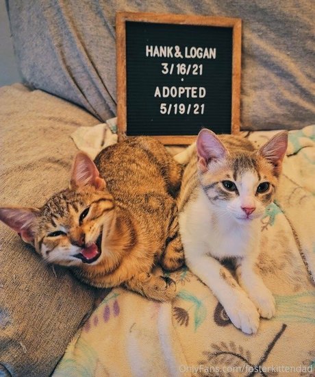 fosterkittendad star nude gallery