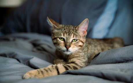 fosterkittendad adult star gallery