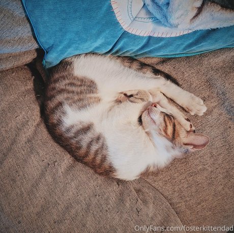 fosterkittendad pretty pornstar archive