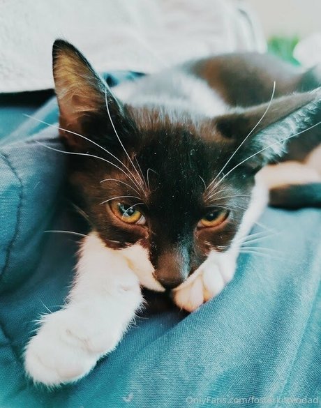 fosterkittendad naked pornstar picture