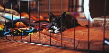 fosterkittendad nice actress images