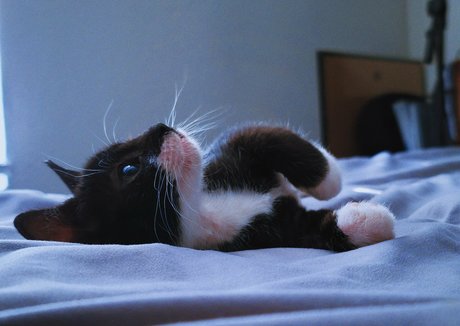 fosterkittendad model naked photos