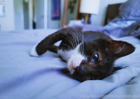 fosterkittendad pornographic star pictures