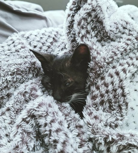 fosterkittendad nude pornstar img