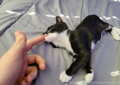 fosterkittendad perfect pornstar picture