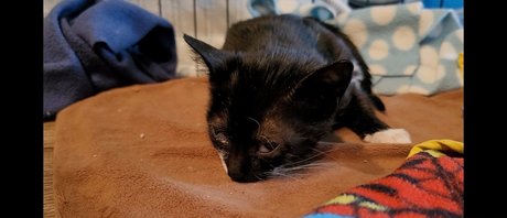 fosterkittendad pornstar hd galleries