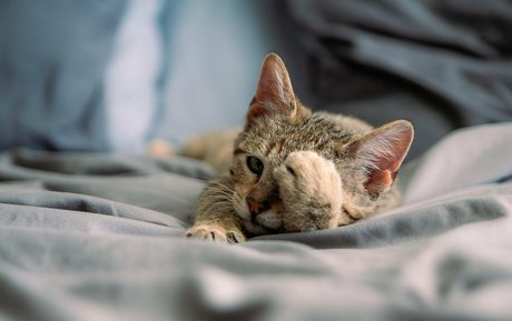 fosterkittendad model top images