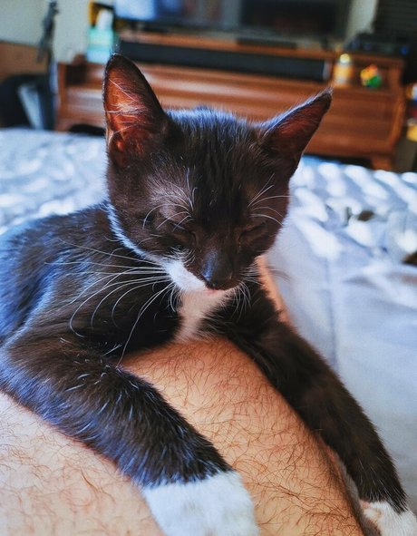 fosterkittendad beautiful star archive