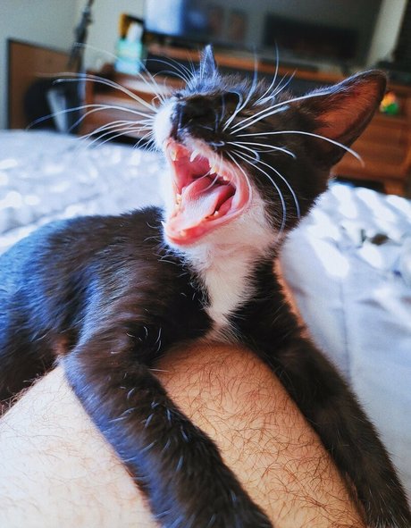 fosterkittendad model photos