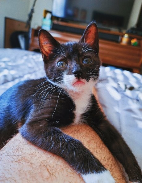 fosterkittendad pornstar xxx galleries