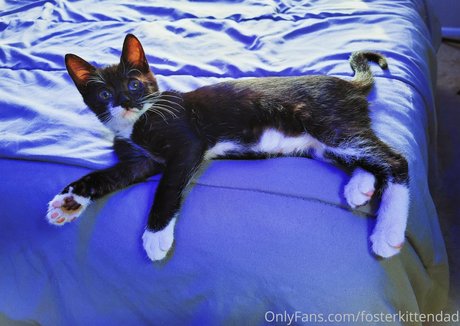 fosterkittendad nudes star pic