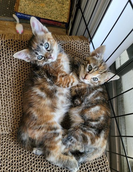 fosterkittendad top pornstar gallery