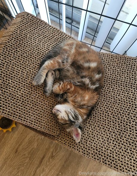 fosterkittendad nice star galleries