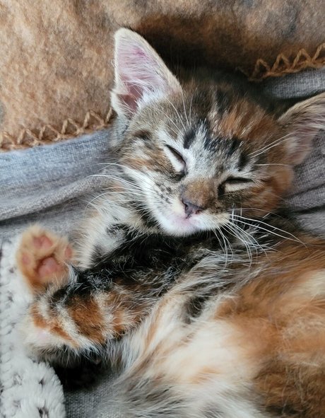 fosterkittendad model top photos