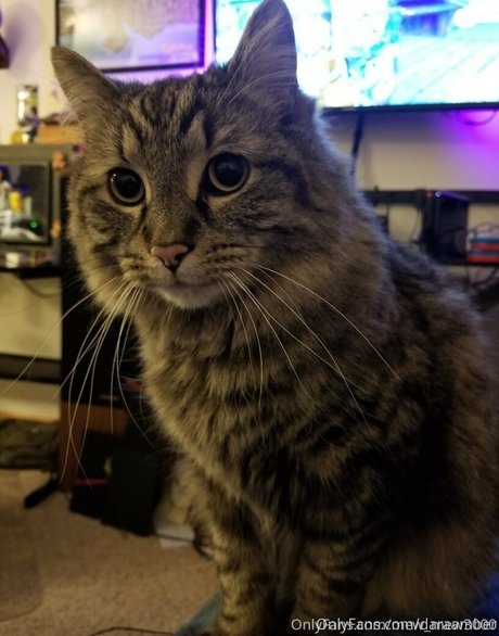 daraamber star hot gallery