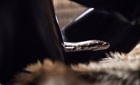 Rubberragdoll art star archive