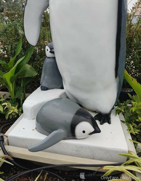 souai model best galleries