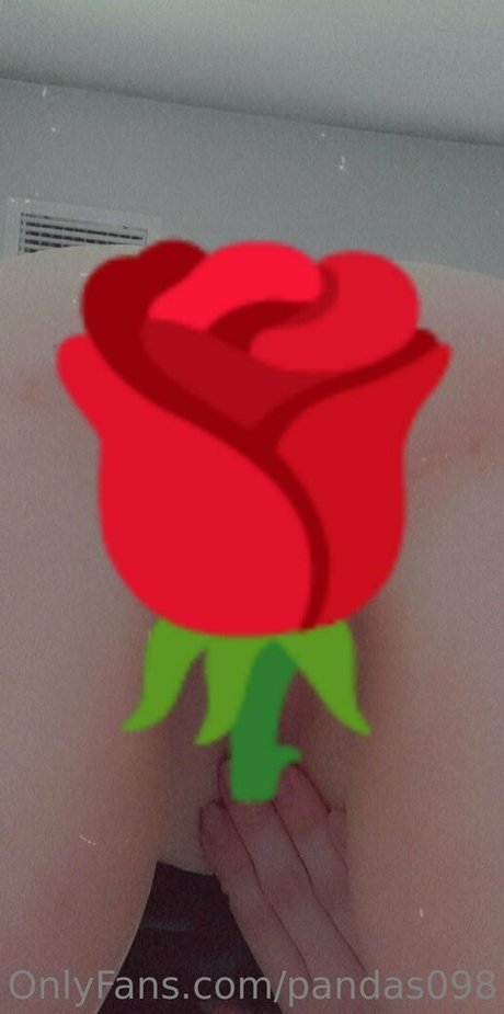 pandas098 star high quality picture