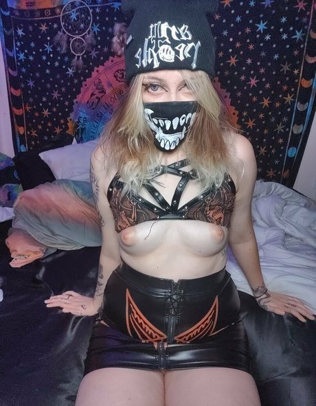 kittens playpen best star images