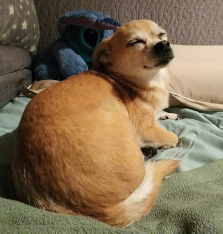 afaeded pornstar adult pic