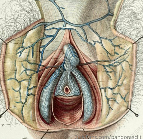 Pandorasclit pornstar hd photo