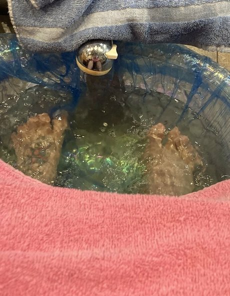 theapplejacked erotic pornstar images