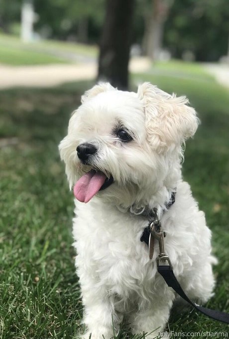 shanma star high quality photos